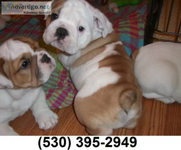 Sxaqer two english bulldog puppies ready