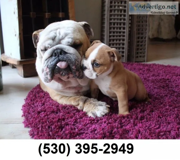 Azqwer ready two english bulldog puppies