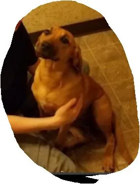 Lost dog - family member
