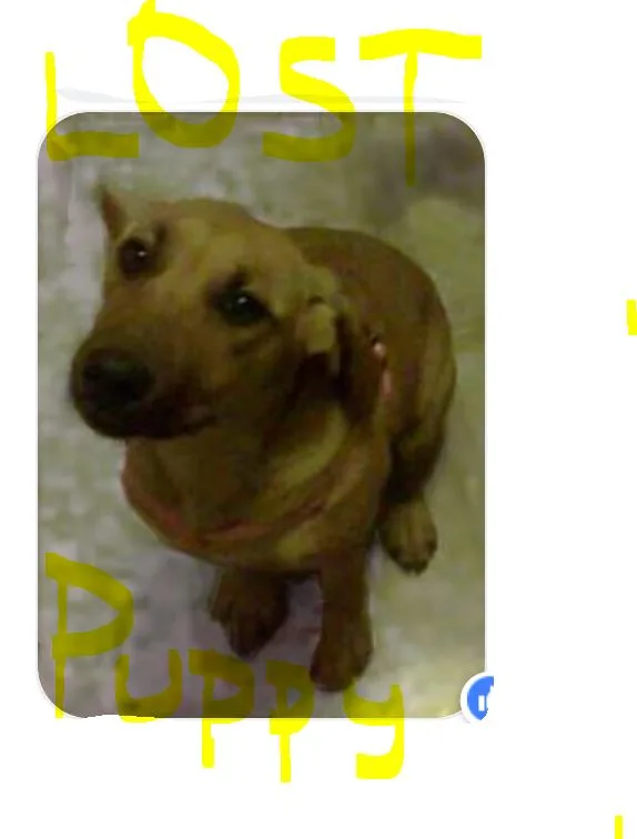 Lost dog - family member