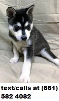 Brave alaskan klee kai s for sale