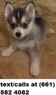 Anxious alaskan klee kai s for re-homing