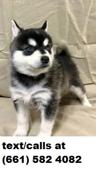 Crate-trained alaskan klee kai s 4sale