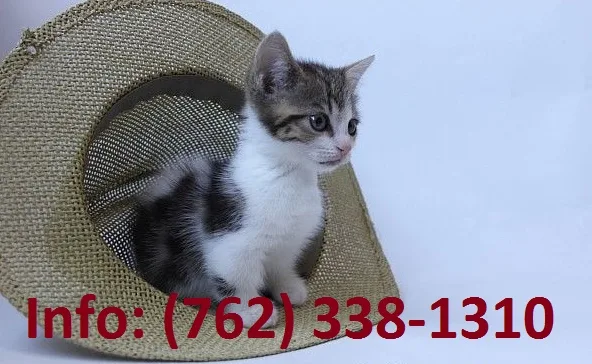 Wrhtn munchkin kittens for sale