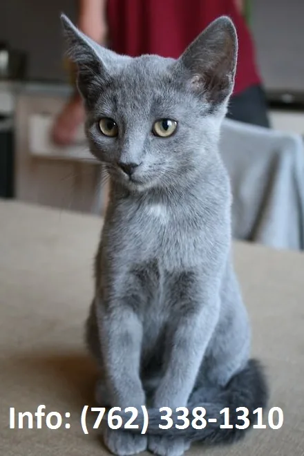 Wmrg russian blue kittens for sale 
