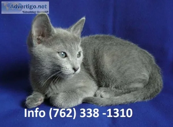 Swkhp russian blue kittens for sale