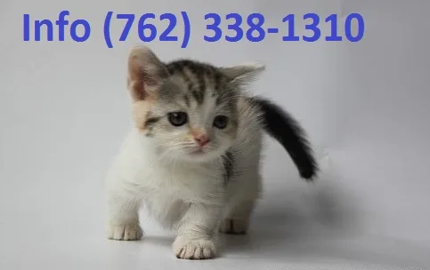 Wnakt munchkin kittens for sale 