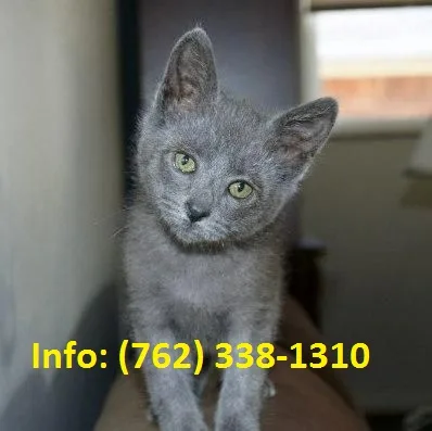 Pjrnb russian blue kittens for sale 