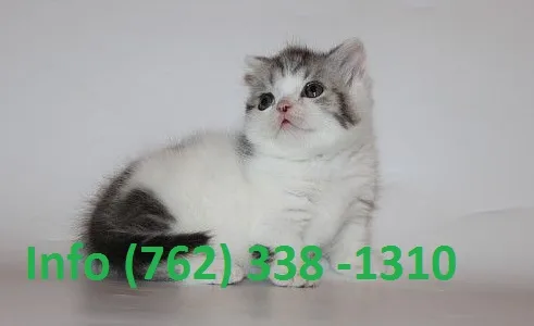 Fnvkhy munchkin kittens for sale 
