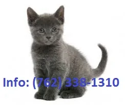 Lqvkig russian blue kittens for sale 