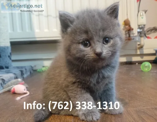 Inghak russian blue kittens for sale 