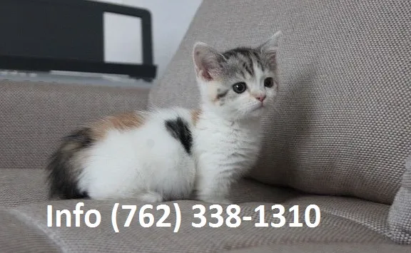Eqlsha munchkin kittens for sale 
