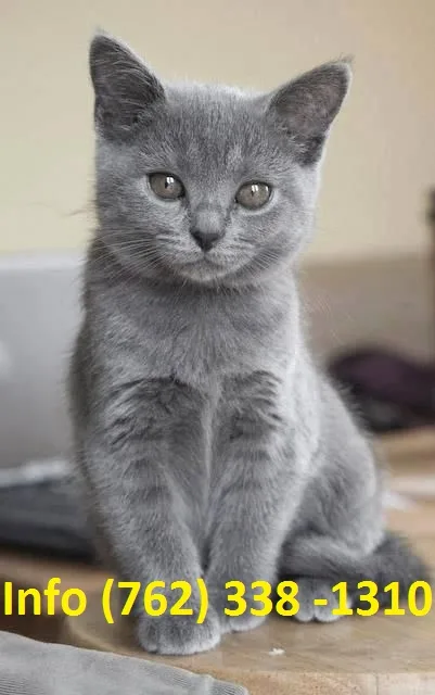 Anpltn russian blue kittens for sale 