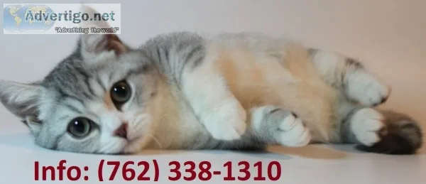 Msofj munchkin kittens for sale 