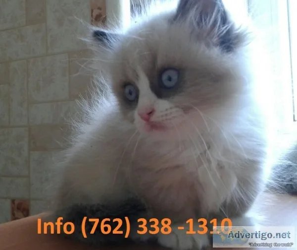 Uqldha munchkin kittens for sale 