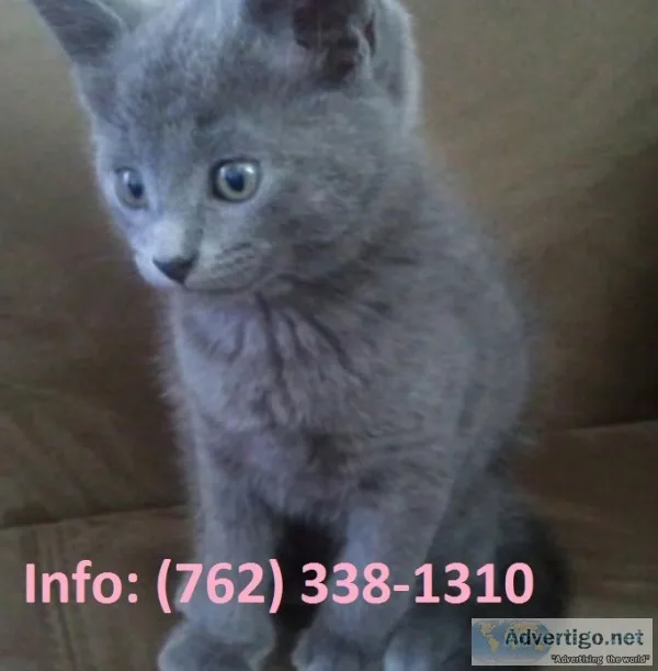 Psngn russian blue kittens for sale 