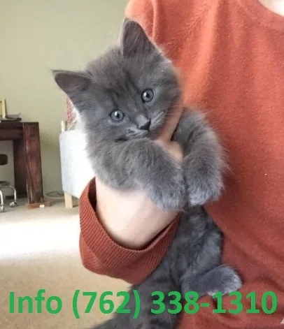 Wnbfva russian blue kittens for sale 