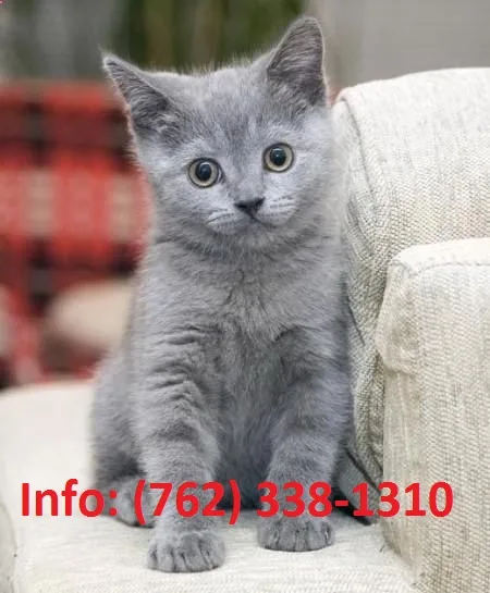 Oldtqm russian blue kittens for sale 