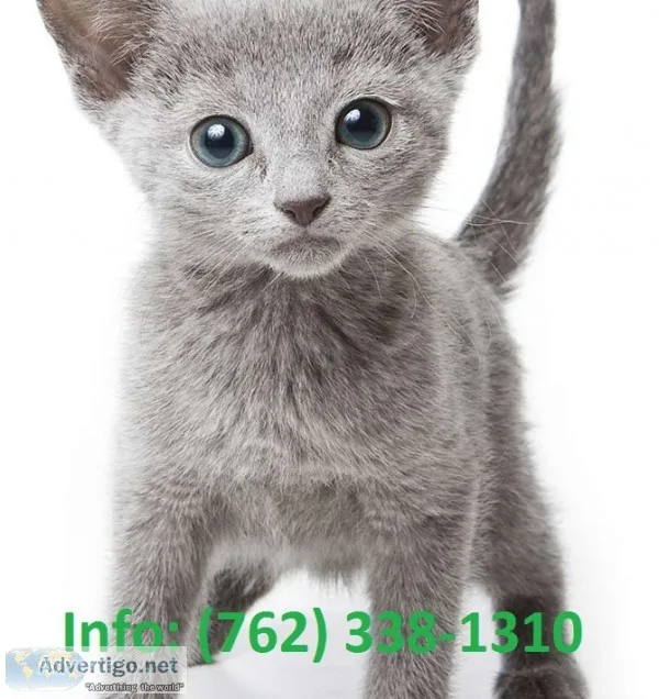 Xwmsp russian blue kittens for sale 