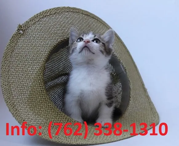 Jrcwaq munchkin kittens for sale 