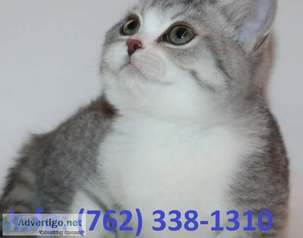 Cdkptn munchkin kittens for sale 
