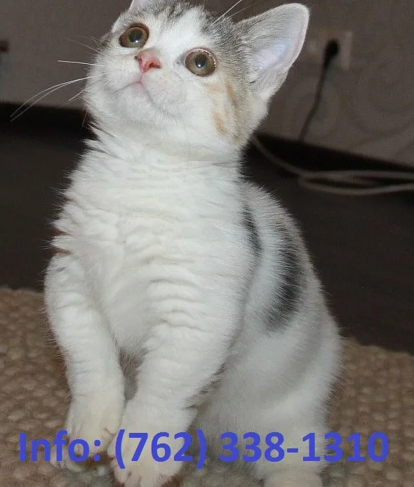 Djyplm munchkin kittens for sale
