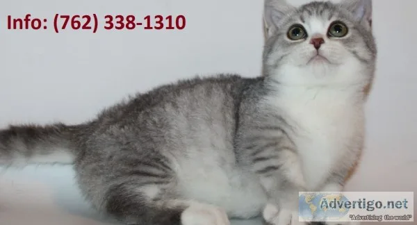 Fqhlp munchkin kittens for sale