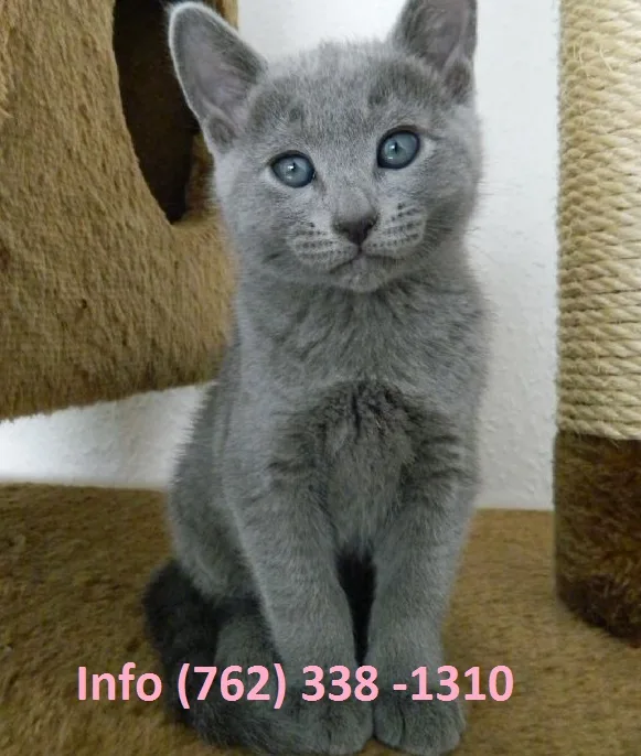 Utqalm russian blue kittens for sale 