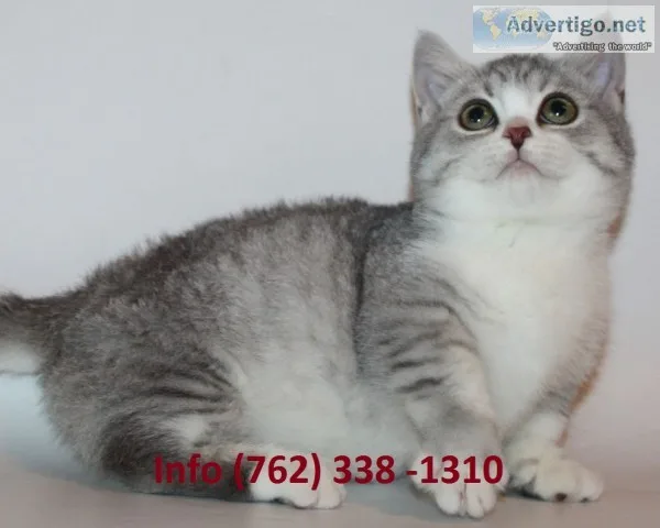 Imwgc munchkin kittens for sale 