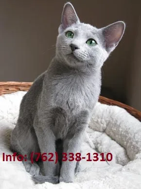Olfrp russian blue kittens for sale 