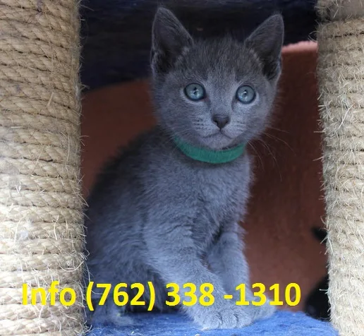 Huefk russian blue kittens for sale 
