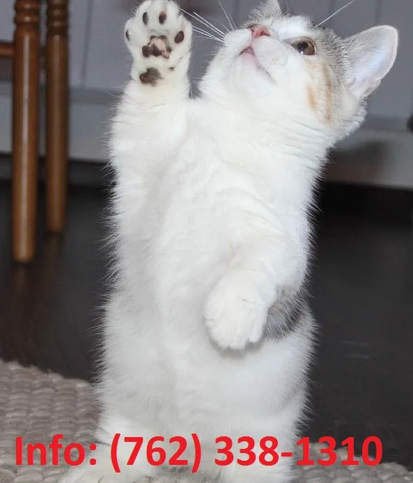 Lqzkm munchkin kittens for sale 