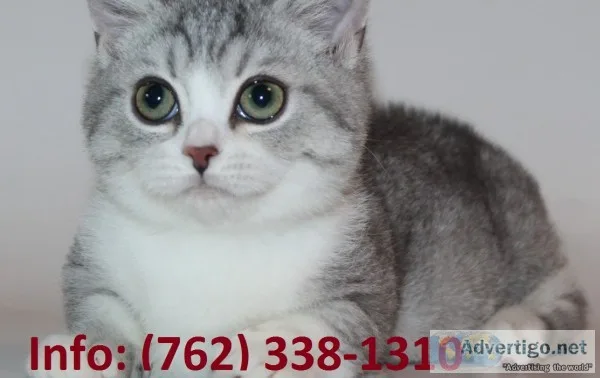 Zehyj munchkin kittens for sale 