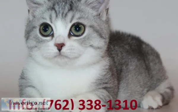 Xqkphy munchkin kittens for sale 