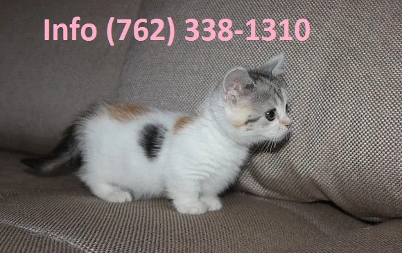 Afkdh munchkin kittens for sale 