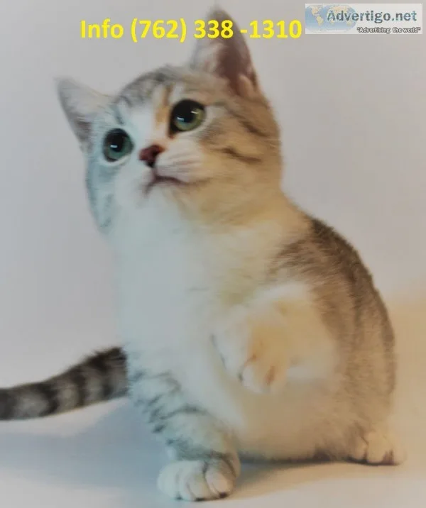 Ocnyq munchkin kittens for sale 