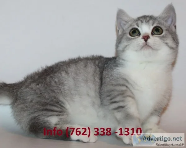 Hmeob munchkin kittens for sale 