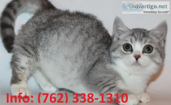 Bmyjb munchkin kittens for sale 