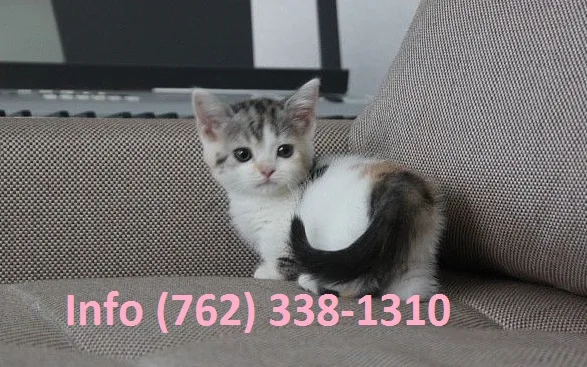 Rbgtd munchkin kittens for sale 