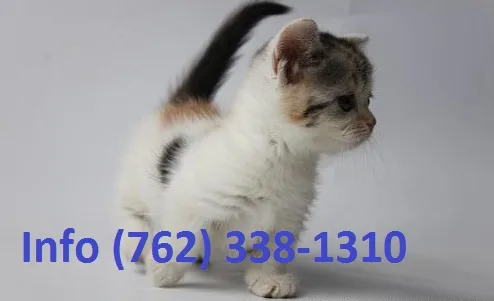 Tbcbq munchkin kittens for sale