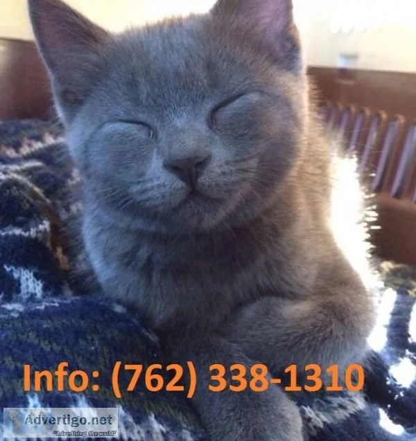 Ydnev russian blue kittens for sale 