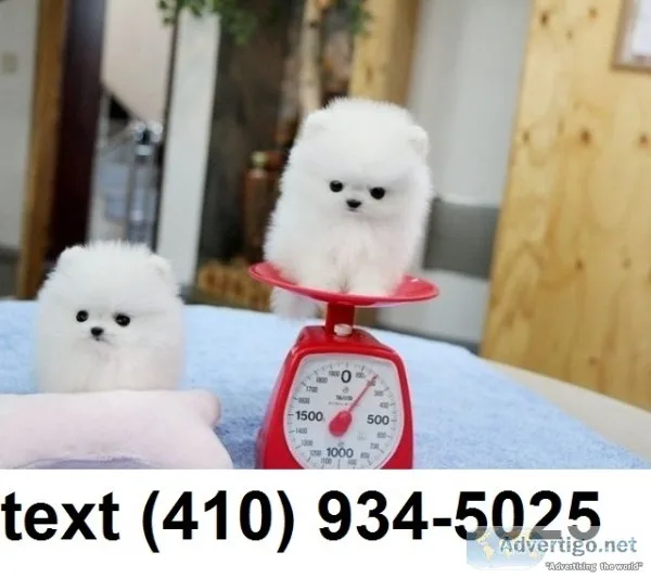 Cute tiny teacup-size pomeranian puppies