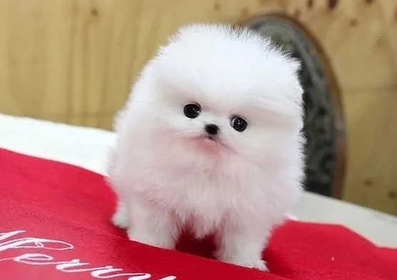 Available male/female pomeranian puppies