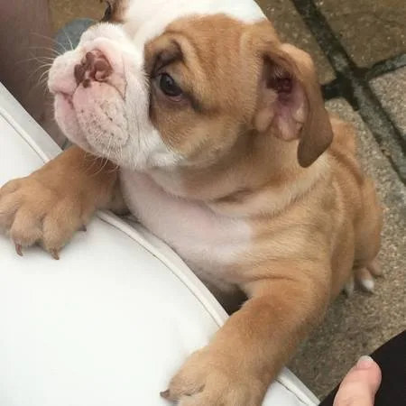 Compassionate english bulldog puppies