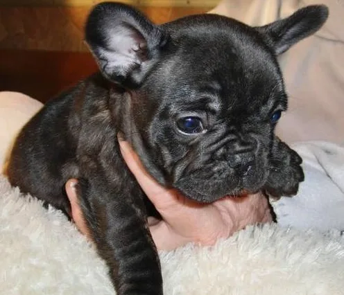 Standard french bulldog pups available (