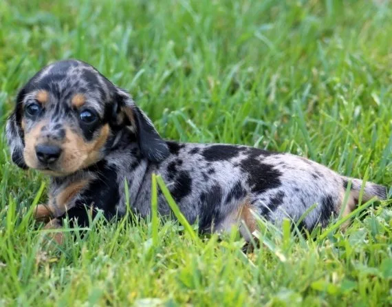 Cute dachshunds puppies