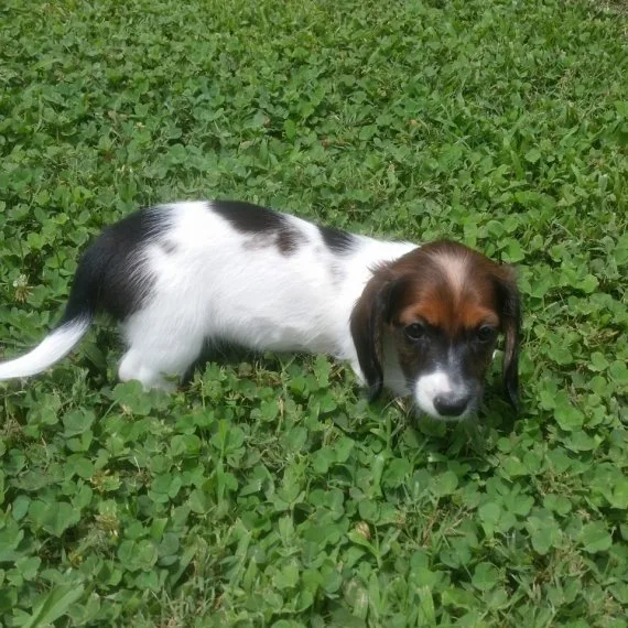 Adorable dachshunds puppies ready