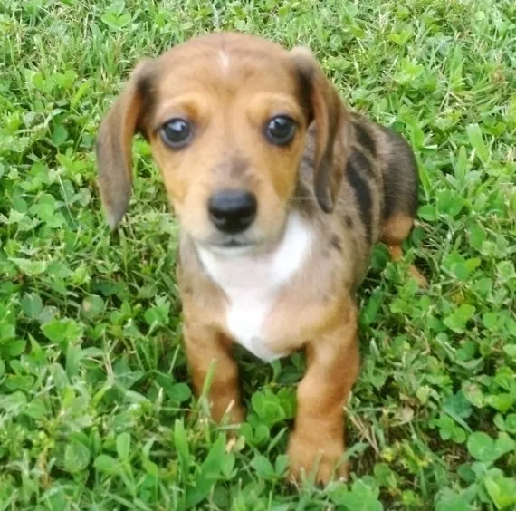 Dachshund babies for sale