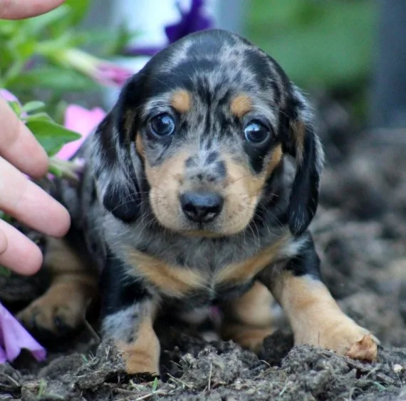 Adorable dachshunds puppies ready