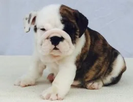 English bulldog puppies ready